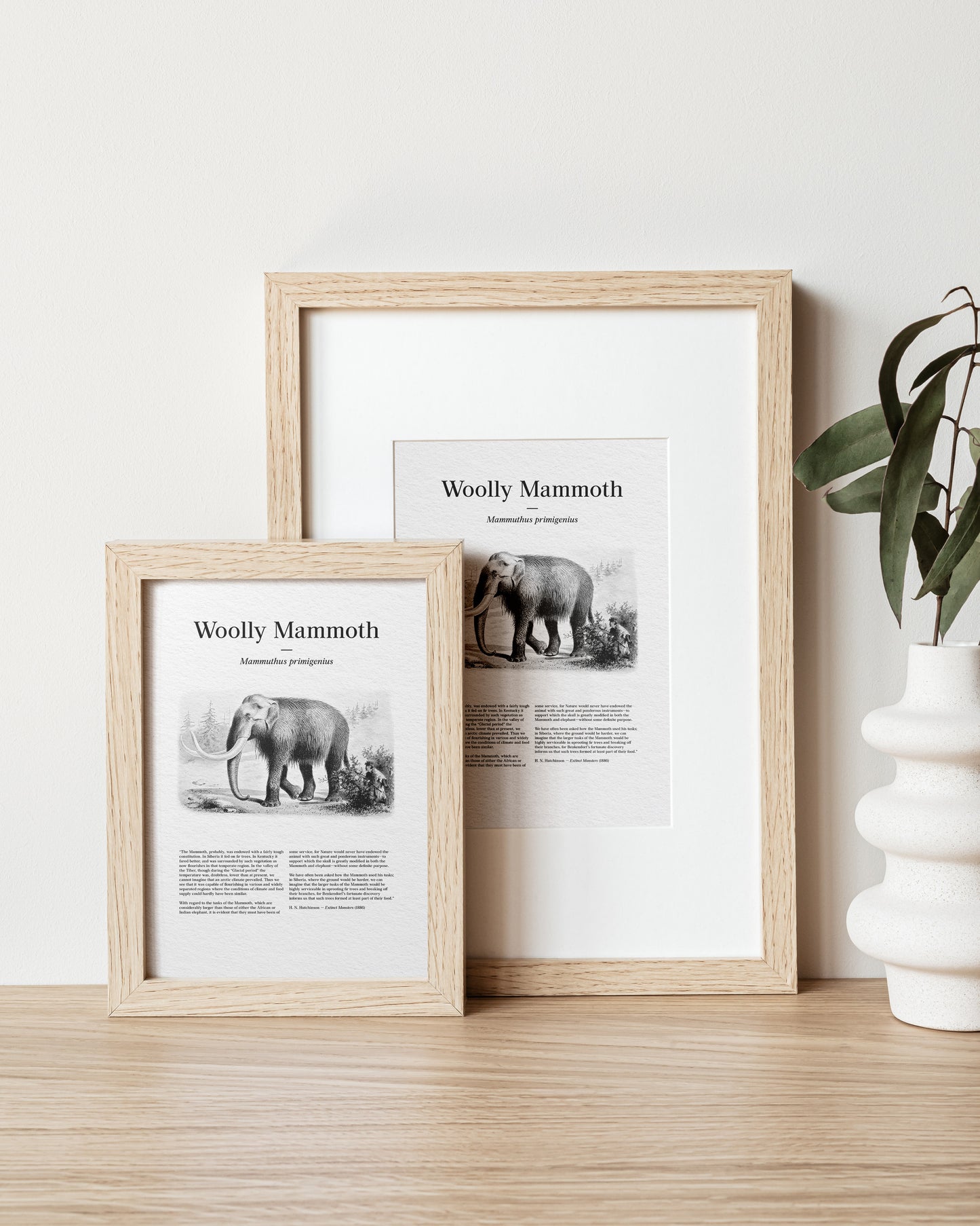 Woolly Mammoth | 1896