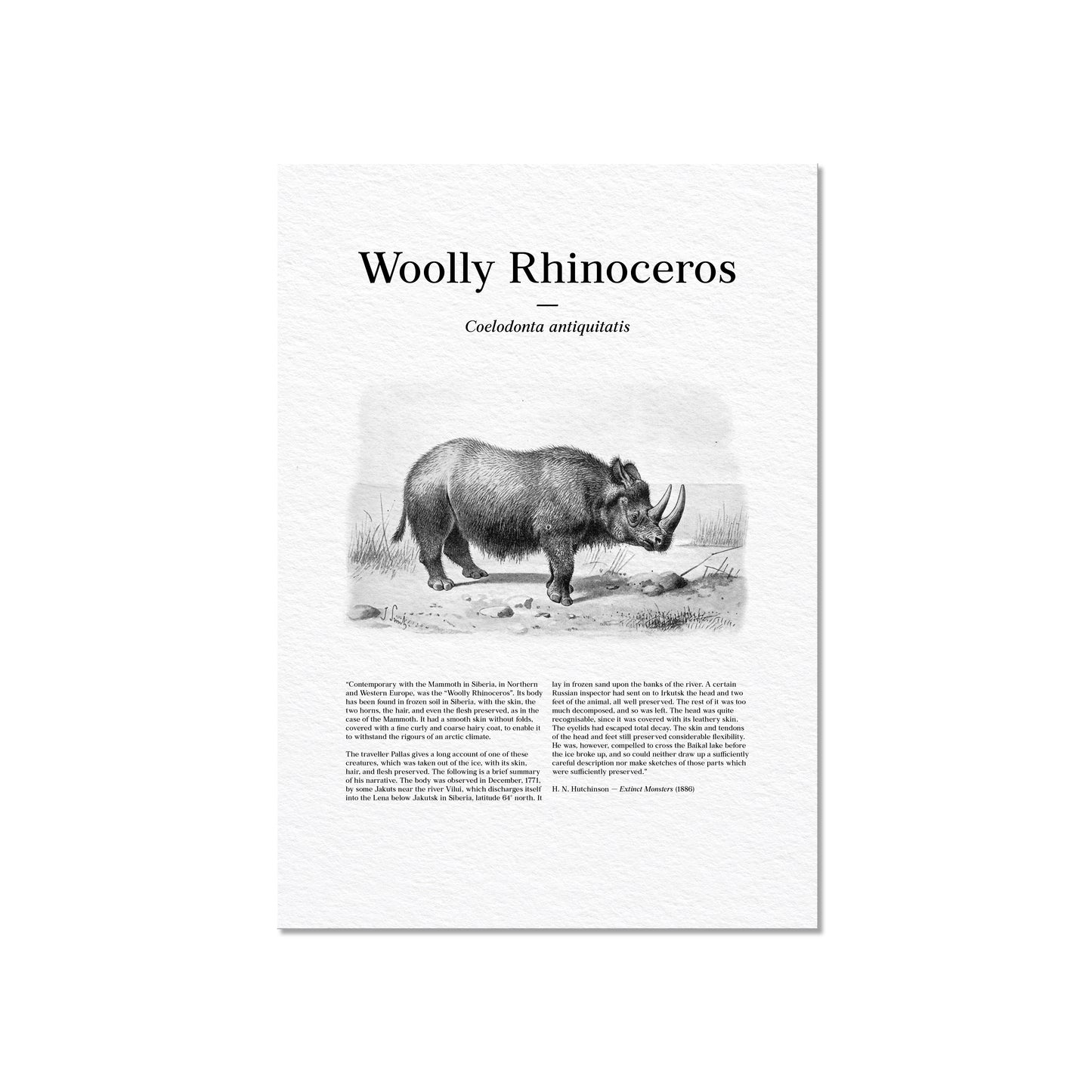 Woolly Rhinoceros | 1896