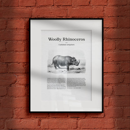 Woolly Rhinoceros | 1896