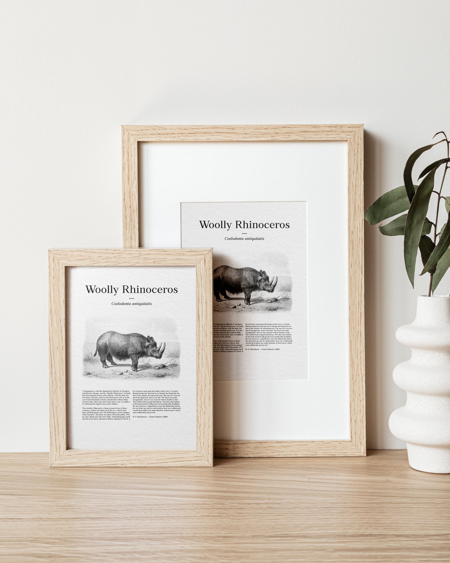 Woolly Rhinoceros | 1896