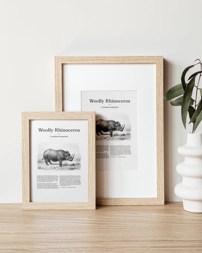 Woolly Rhinoceros | 1896