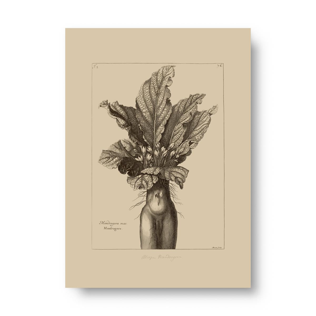 Mandrake Vintage Botanical Illustration