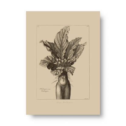 Mandrake Vintage Botanical Illustration
