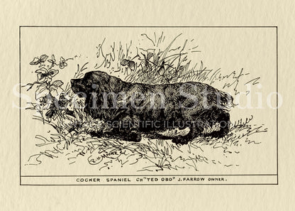 Cocker Spaniel Dog Vintage Illustration