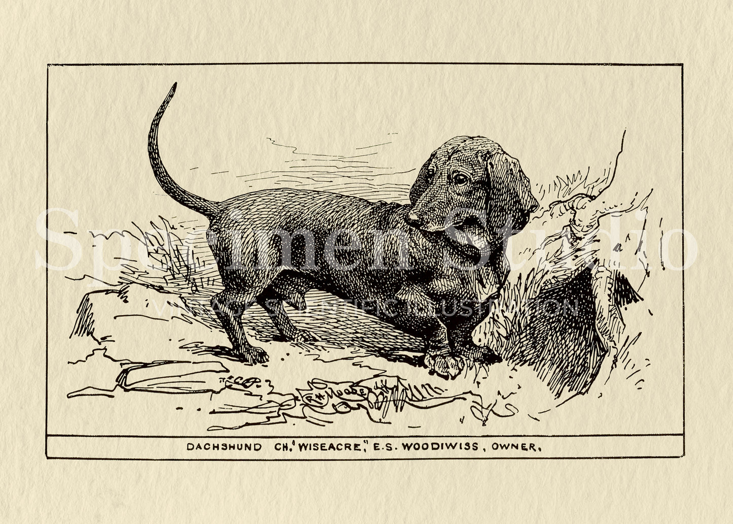 Dachshund Dog Vintage Illustration
