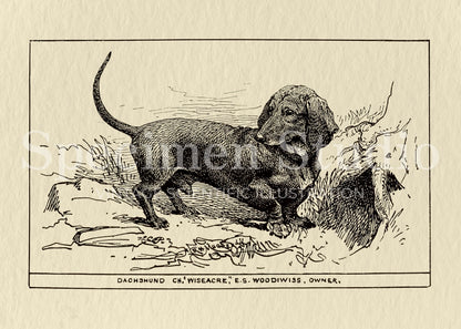 Dachshund Dog Vintage Illustration