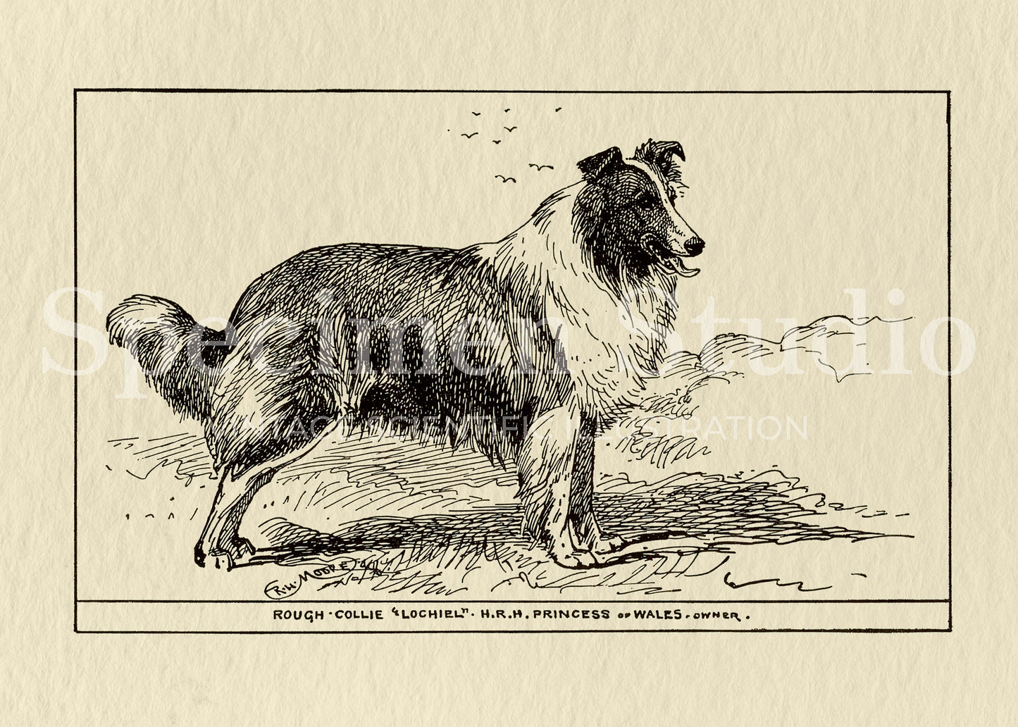 Collie Dog Vintage Illustration