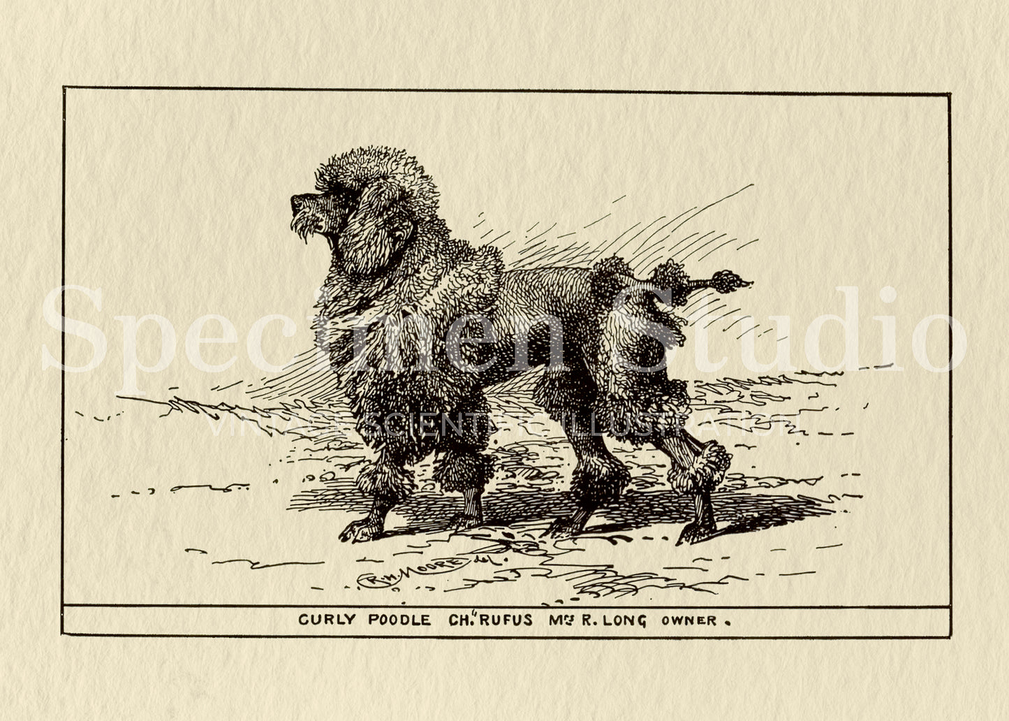 Poodle Dog Vintage Illustration