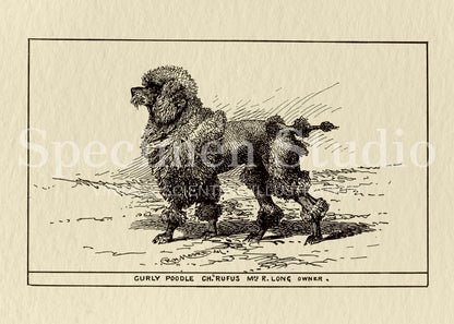 Poodle Dog Vintage Illustration