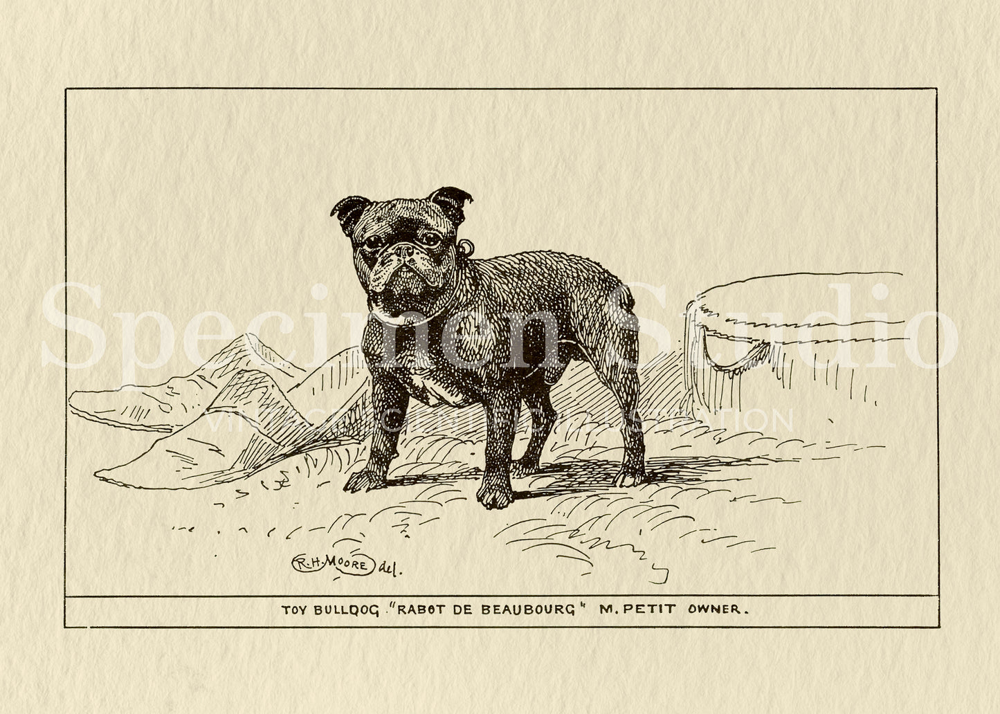French Bulldog Vintage Illustration