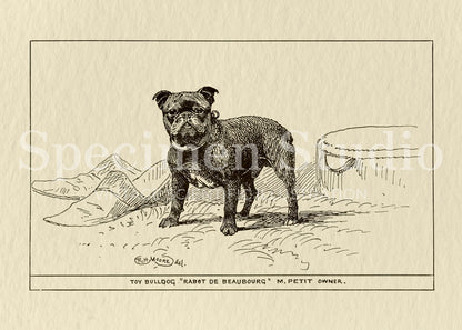 French Bulldog Vintage Illustration