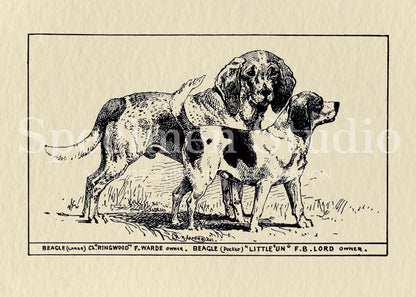 Beagle Dog Vintage Illustration