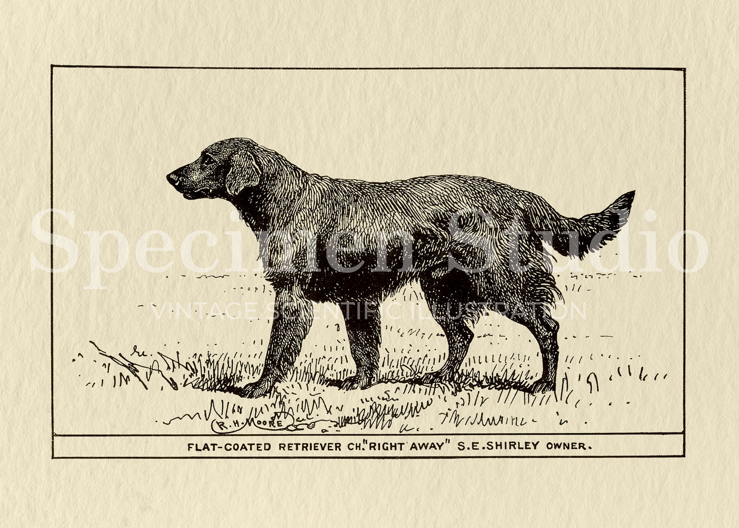 Retriever Dog Vintage Illustration
